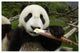 "Young Panda learning to eat bamboo, Wolong Nature Reserve" Paper Art, 62"x42"