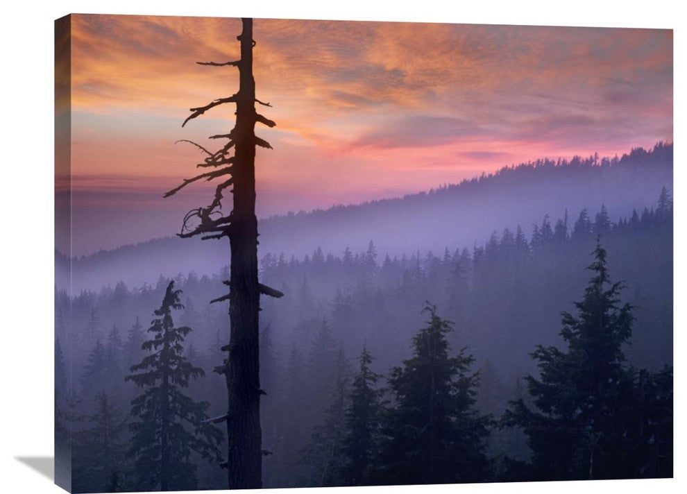 "Sunset Over Forest, Crater Lake National Park, Oregon" Artwork, 32" x 24"