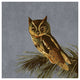 "Audubon Decor - Little Screech Owl Detail" Paper Print by BG.Studio, 20"x20"