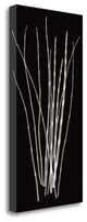"Three Rushes" By Jim Wehtje, Giclee Print on Gallery Wrap Canvas, Ready to Hang