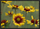 "Indian Blanket flowers North America"  by Tim Fitzharris, 17x13"