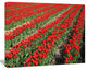 Rows of Red Tulip Flowers, Floral Canvas Art print, 20"x12"