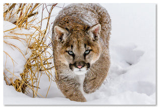 Mike Centioli 'Sneaky Cougar' Canvas Art, 47 x 30