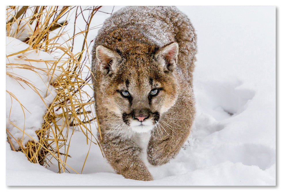 Mike Centioli 'Sneaky Cougar' Canvas Art, 47 x 30