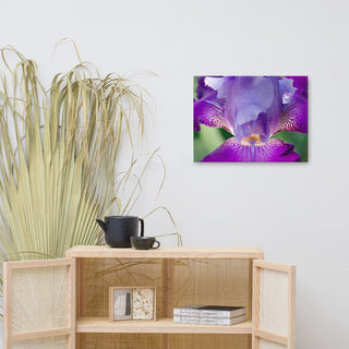 Glowing Iris Floral Nature Photography Canvas Wall Art Print, 18" X 24"