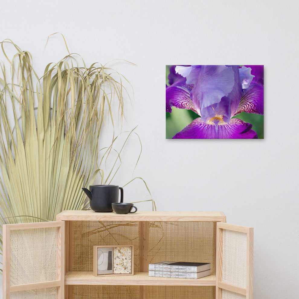 Glowing Iris Floral Nature Photography Canvas Wall Art Print, 18" X 24"