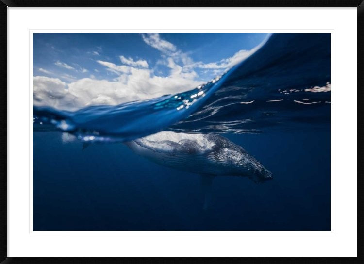 "Humpback Whale And The Sky" Framed Digital Print by Barathieu Gabriel, 44x32"