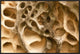 Cavernous Weathering In Sandstone Rock, Sydney, Australia, 30"x20"