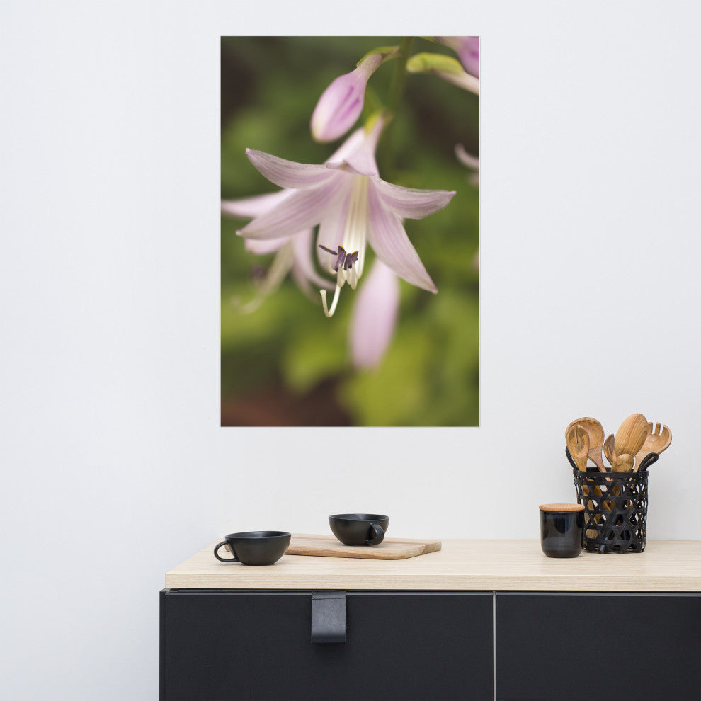 Softened Hosta Bloom Nature Photography, Floral Unframed Wall Art Print, 24" X 36"