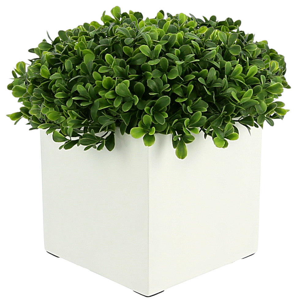 UV Rated Outdoor Boxwood in a Square Fiberstone Pot