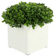 UV Rated Outdoor Boxwood in a Square Fiberstone Pot
