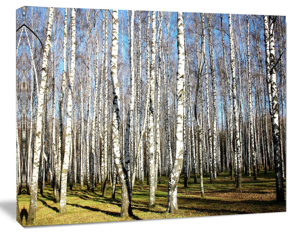 Sunny Autumn Birch Grove, Modern Forest Canvas Art, 40"x30"