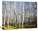 Sunny Autumn Birch Grove, Modern Forest Canvas Art, 40"x30"