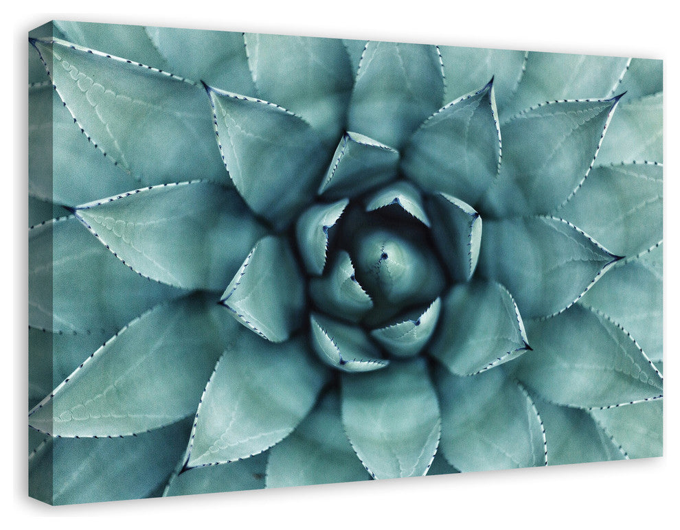 "Agave 3" Canvas Wall Art, 30"x20"