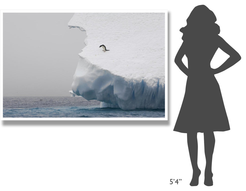 "Adelie Penguin on edge of iceberg, Paulet Island" Paper Art, 62"x42"