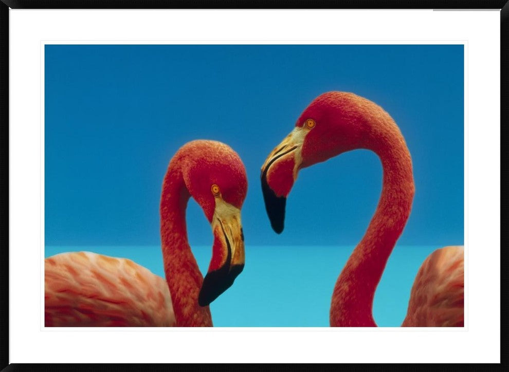 "Greater Flamingo courting pair, Caribbean species"  by Tim Fitzharris, 44x32"