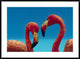 "Greater Flamingo courting pair, Caribbean species"  by Tim Fitzharris, 44x32"
