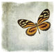 "Floating Butterfly VI" Digital Paper Print by Debra Van Swearingen, 20"x20"