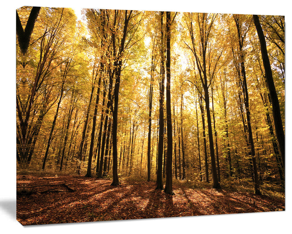 Setting Sun over Dense Fall Forest, Modern Forest Canvas Art, 40"x30"