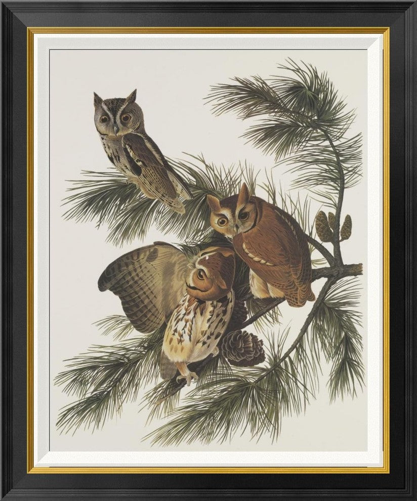"Little Screech Owl or Mottled Owl"  by John James Audubon, 26x30"