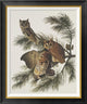 "Little Screech Owl or Mottled Owl"  by John James Audubon, 26x30"
