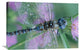 "Southern Hawker Dragonfly Close-Up, On Stem, New Mexico" Artwork, 30" x 20"