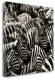 "Camouflage II" By Susann Parker, Giclee Print on Gallery Wrap Canvas