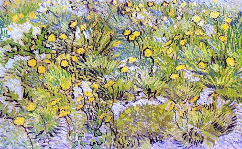 Vincent Van Gogh Field of Yellow Flowers, Gallery Wrapped Canvas, 18"x27"