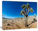 Joshua Tree in Open Desert, Landscape Canvas Art Print, 40"x30"