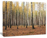 Beautiful Birch Forest Photography, Modern Forest Canvas Art, 20"x12"