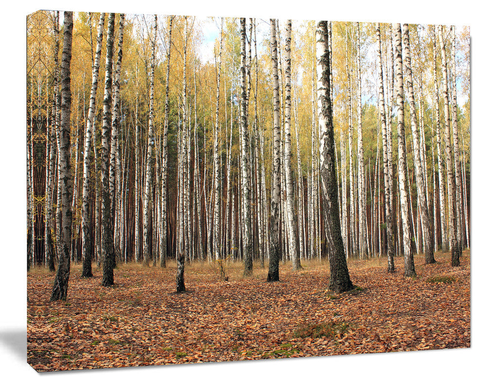 Beautiful Birch Forest Photography, Modern Forest Canvas Art, 20"x12"