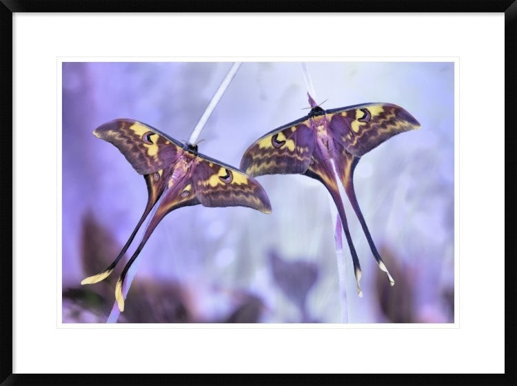 "Actias" Framed Digital Print by Jimmy Hoffman, 32x24"