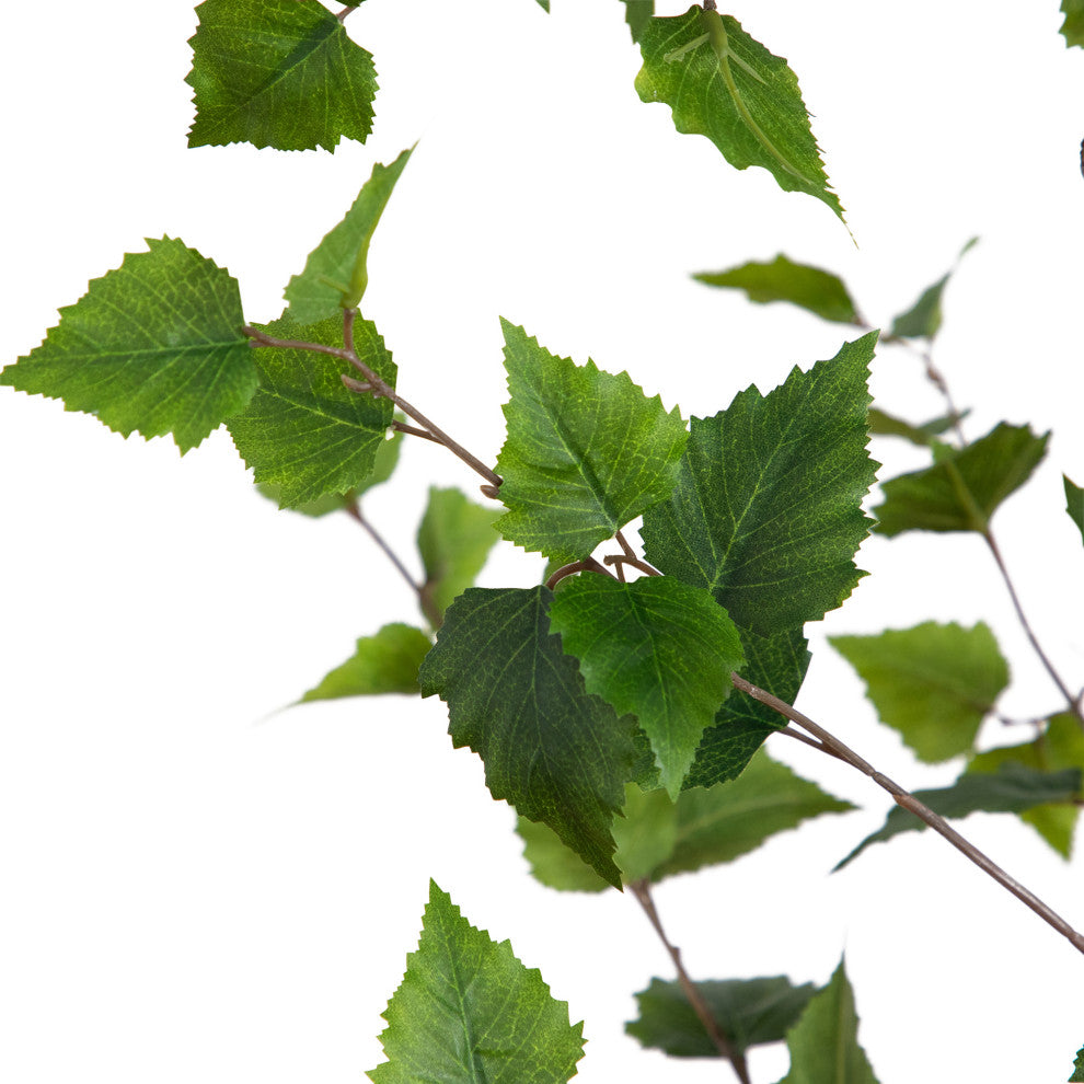 Close-up of leaves on a white background.