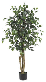 4' Ficus Silk Tree