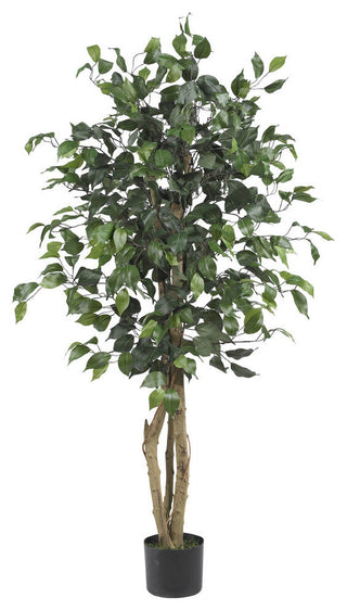 4' Ficus Silk Tree