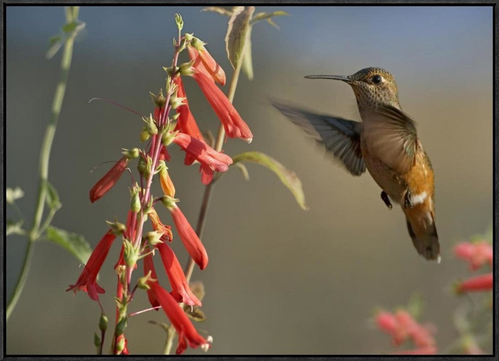 Broad-Tailed Hummingbird Feeding On Flower Nectar, Santa Fe, New Mexico, 32"x24"