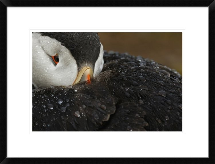 "Goretex" Framed Digital Print by Mario Suarez, 26"x20"