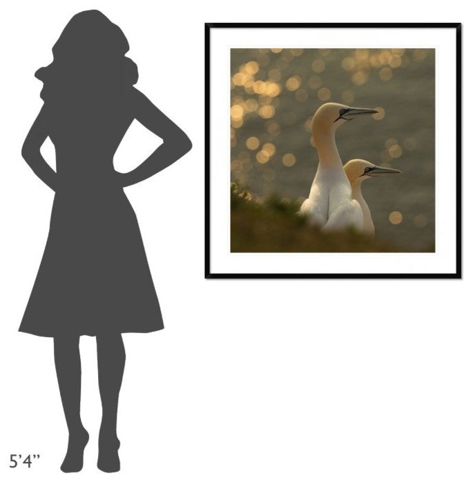 "Gannets In Sunset" Framed Digital Print by Karen Kolbeck, 38"x38"