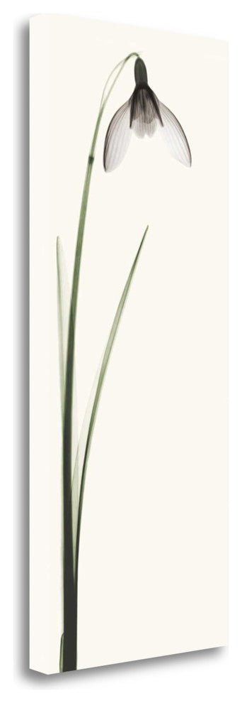 "Snowdrop II" By Robert Coop, Giclee Print on Gallery Wrap Canvas, Ready to Hang