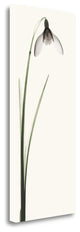 "Snowdrop II" By Robert Coop, Giclee Print on Gallery Wrap Canvas, Ready to Hang