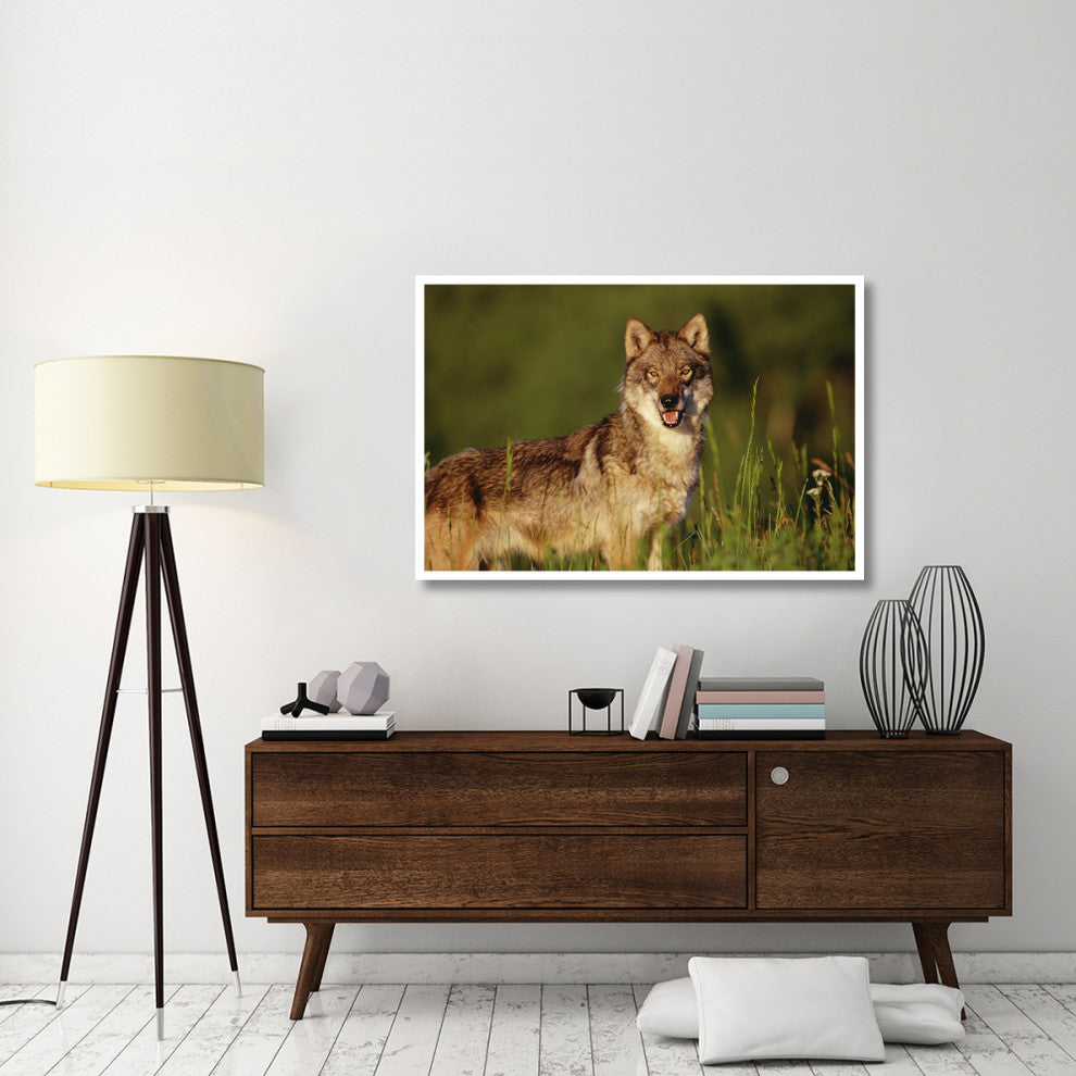 "Timber Wolf portrait, North America" Paper Print by Tim Fitzharris, 50"x34"