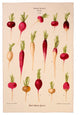 RHS Radishes Cotton Tea Towel