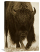 "American Bison Portrait In Snow, North America" Artwork, 16" x 24"