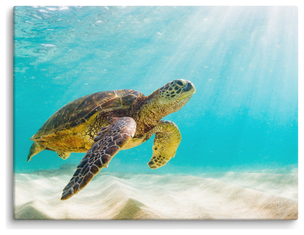 Hawaiian Green Sea Turtle Sea Animal Wildlife Photograph Canvas Wall Art Print, 12" X 16"