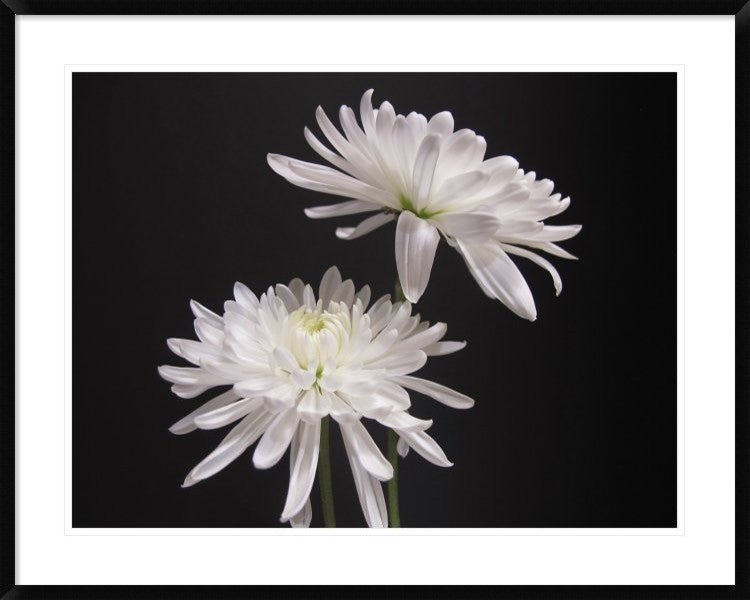 "Simple Beauty" Framed Digital Print by Kelly Holm, 40x32"