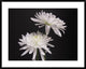 "Simple Beauty" Framed Digital Print by Kelly Holm, 40x32"