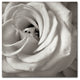 Alan Blaustein ''Florison 43'' Canvas Art, 24x24