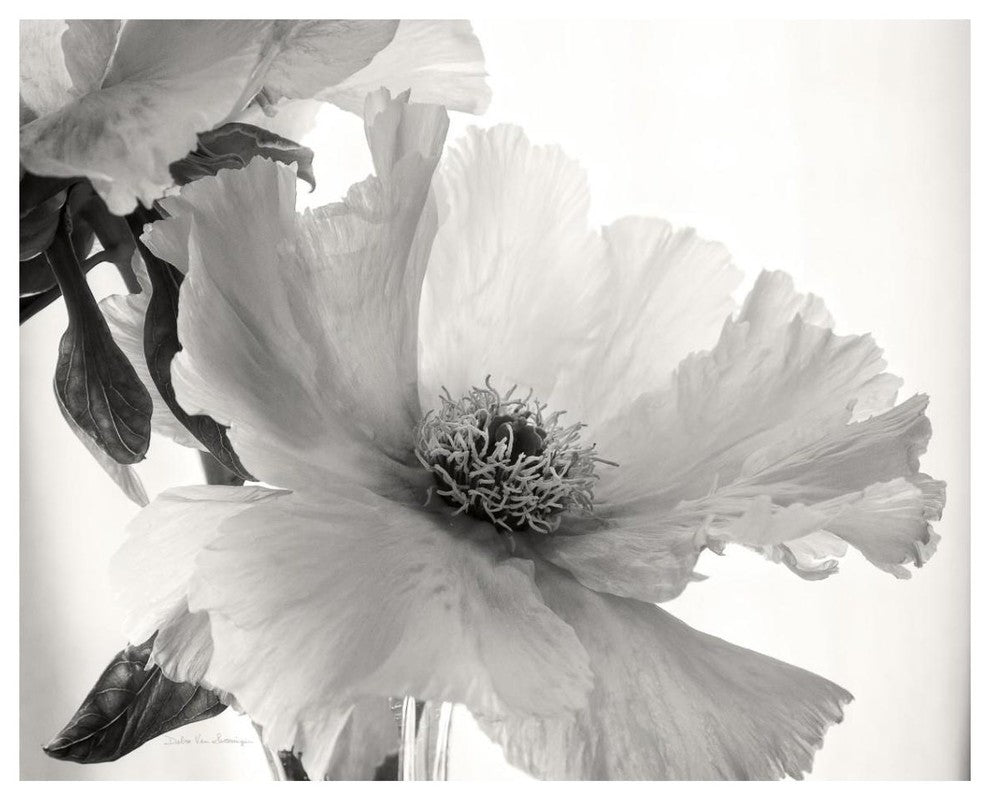 "Translucent Peony VI - BW" Digital Paper Print by Debra Van Swearingen, 37"x30"