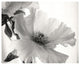 "Translucent Peony VI - BW" Digital Paper Print by Debra Van Swearingen, 37"x30"