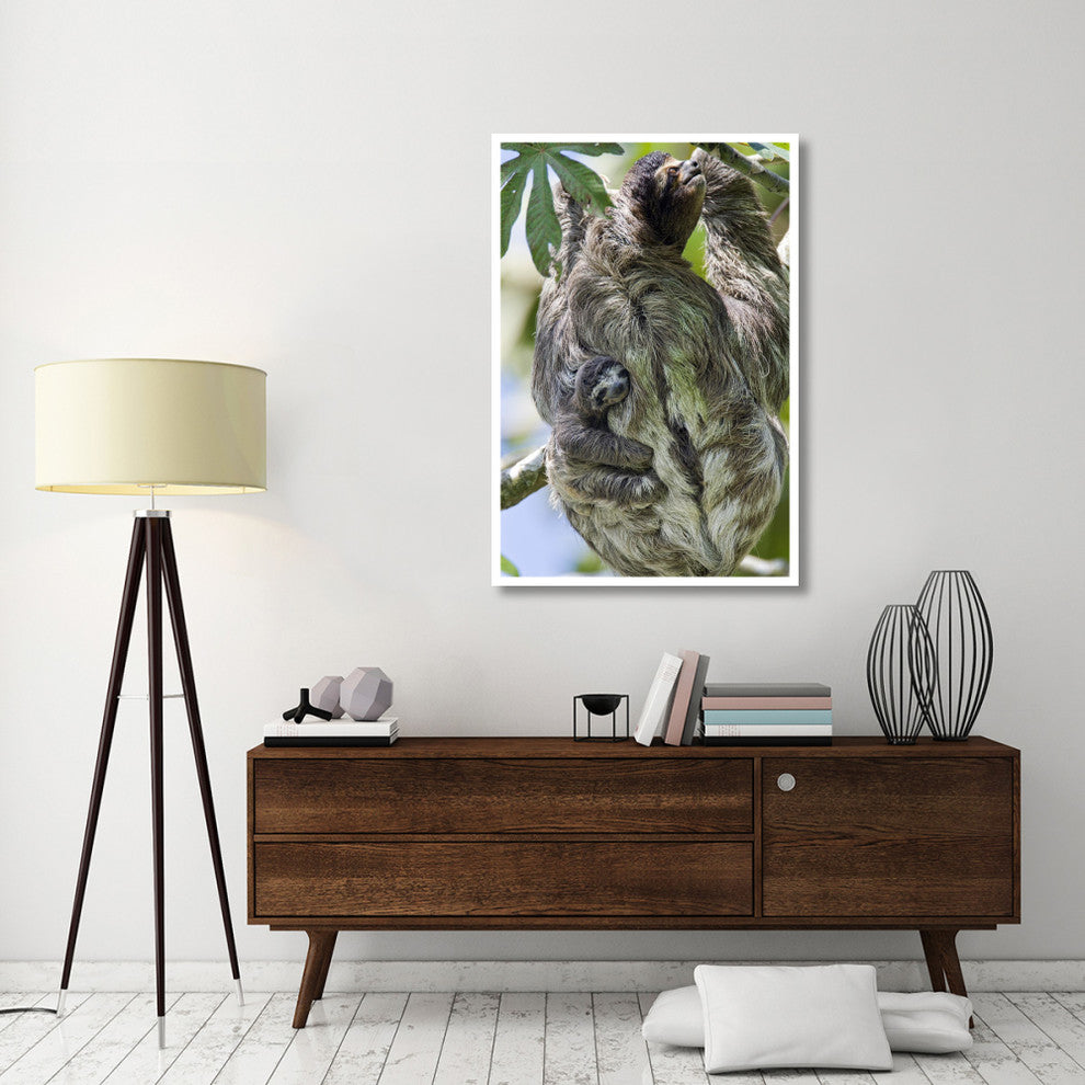 "Brown-throated Sloth mother, baby, Aviarios Sloth Sanctuary" Paper Art, 34"x50"